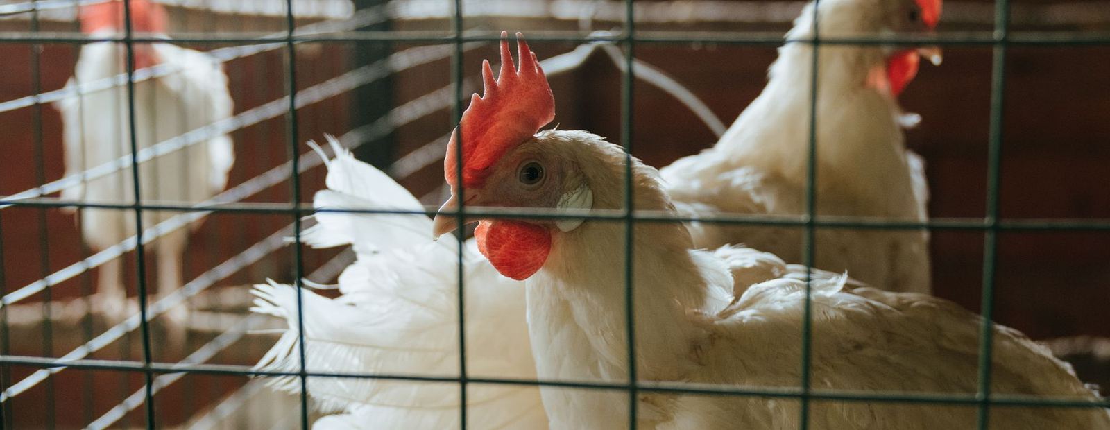 Poules dans un poulailler